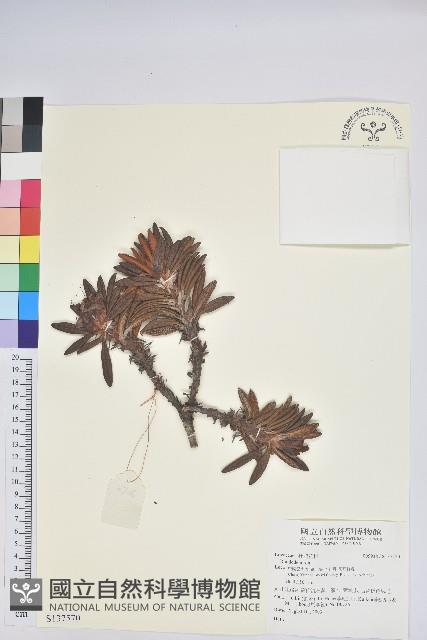 登錄號:S137570藏品圖，第1張