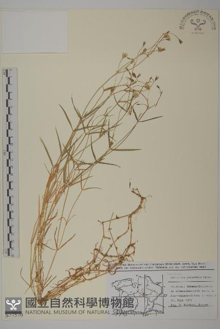 沼繁縷藏品圖，第1張