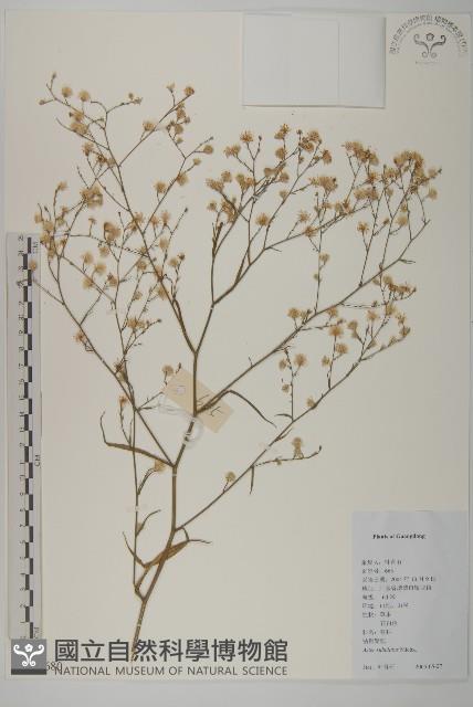 掃帚菊藏品圖，第1張