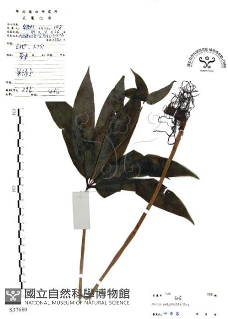 七葉一枝花藏品圖，第1張