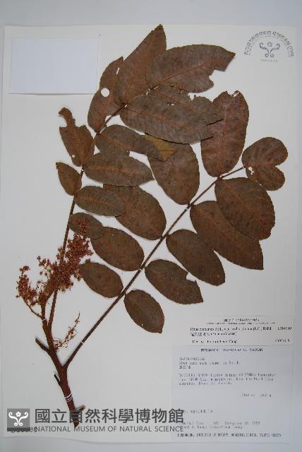 羅氏鹽膚木藏品圖，第1張