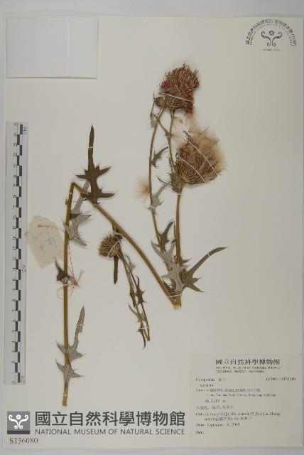 Accession Number:S136080 Collection Image, Figure 1, Total 2 Figures