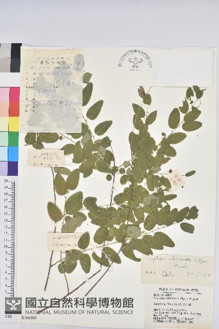 雀兒舌頭藏品圖，第1張