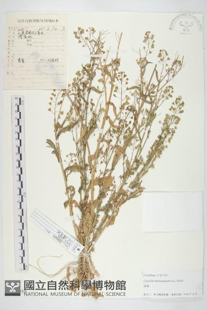 薺藏品圖，第1張