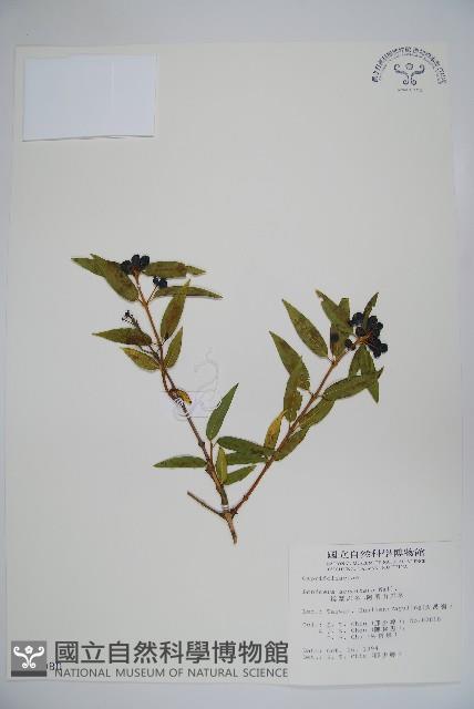 阿里山忍冬、漸尖葉忍冬藏品圖，第1張