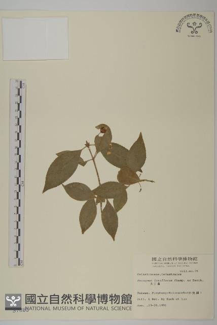 大丁黃藏品圖，第1張