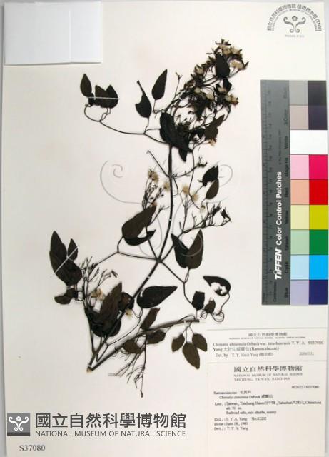 大肚山威靈仙藏品圖，第1張