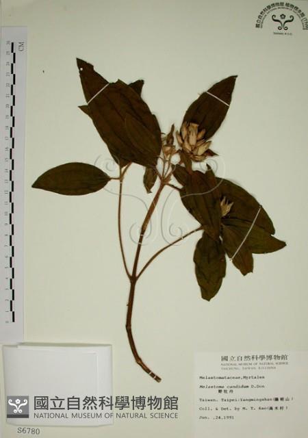 野牡丹藏品圖，第1張