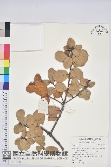 登錄號:S116780藏品圖，第1張