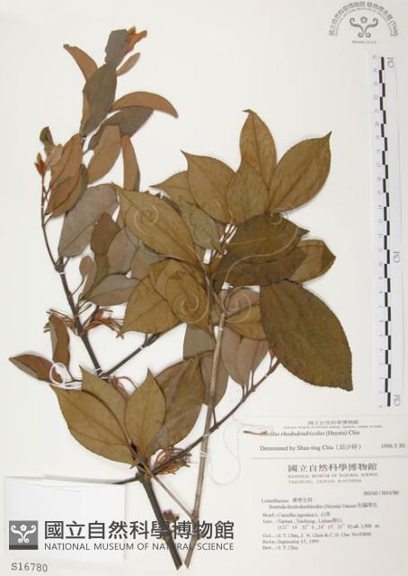 杜鵑桑寄生藏品圖，第1張