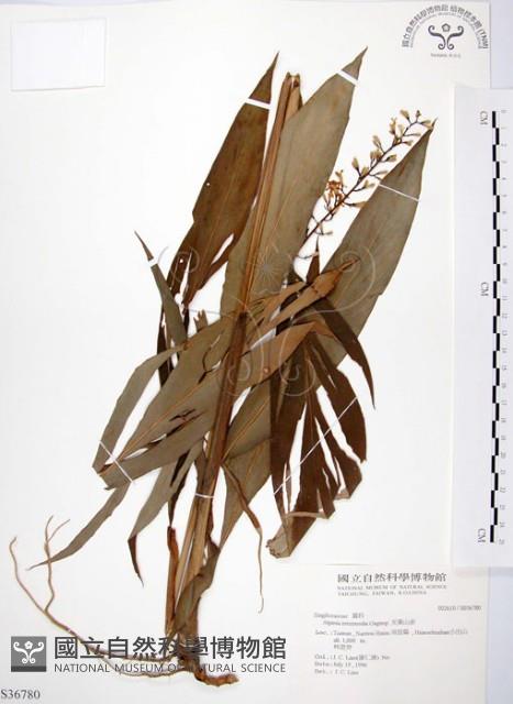 山月桃藏品圖，第1張