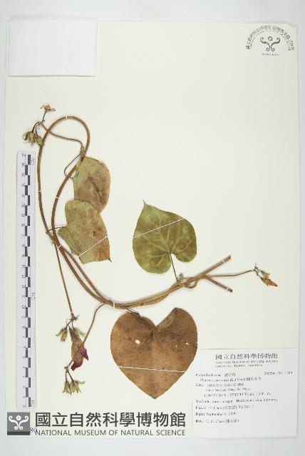 圓葉牽牛藏品圖，第1張