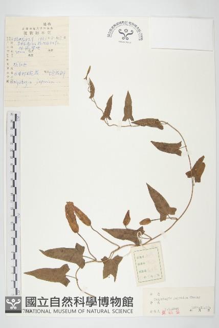 日本打碗花藏品圖，第1張