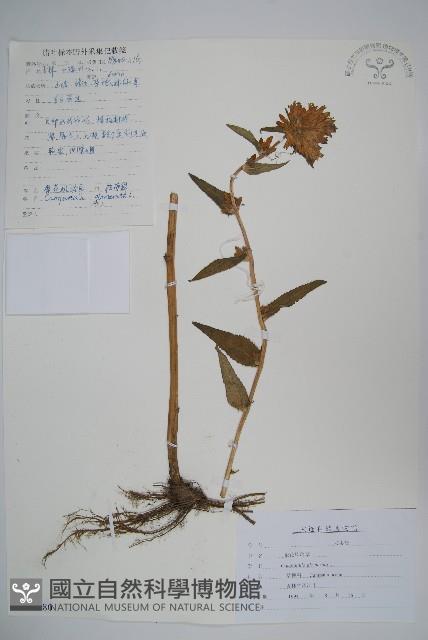 聚花風鈴草藏品圖，第1張