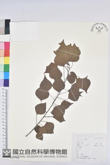 烏臼藏品圖，第1張