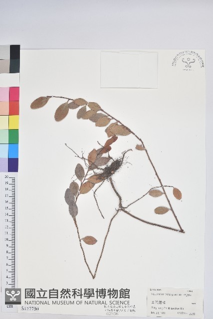 凹葉越橘藏品圖，第1張