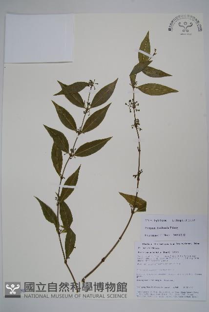 多花青蛇藤藏品圖，第1張