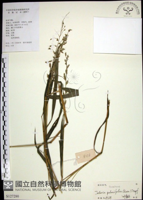 棕葉狗尾草藏品圖，第1張