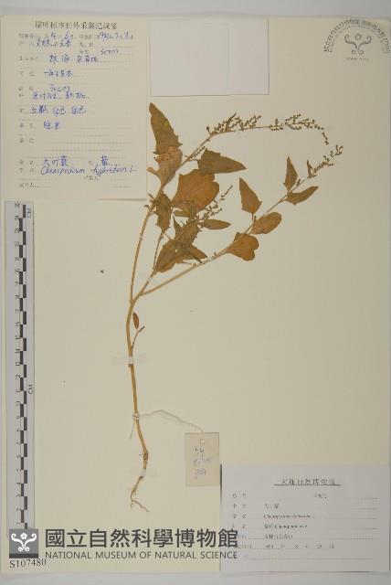 大葉藜藏品圖，第1張