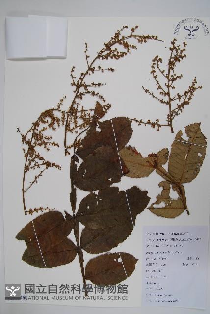 鹽膚木藏品圖，第1張