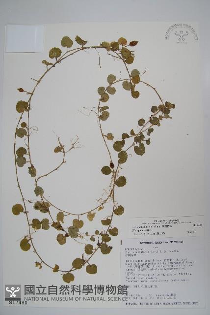 普刺特草藏品圖，第1張