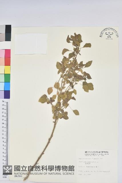 鐵莧菜藏品圖，第1張