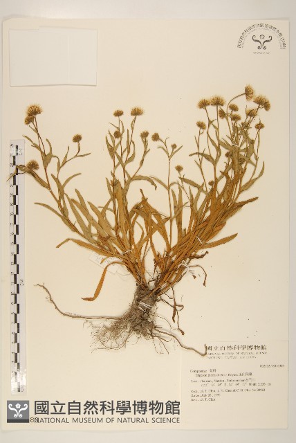 玉山飛蓬藏品圖，第1張