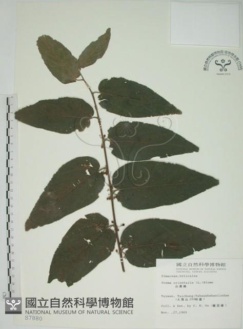 山黃麻藏品圖，第1張