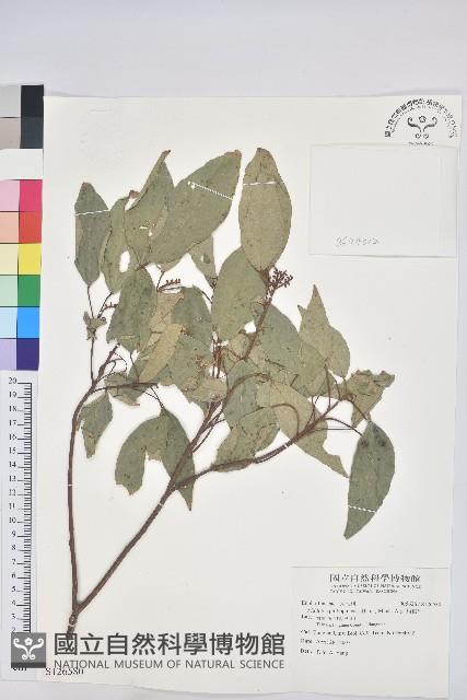 粗糠柴藏品圖，第1張