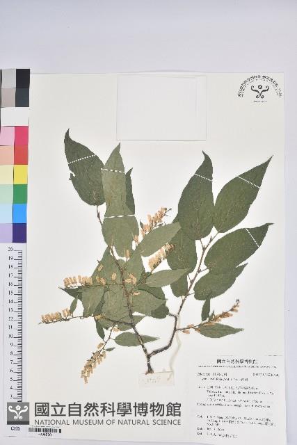 南燭藏品圖，第1張