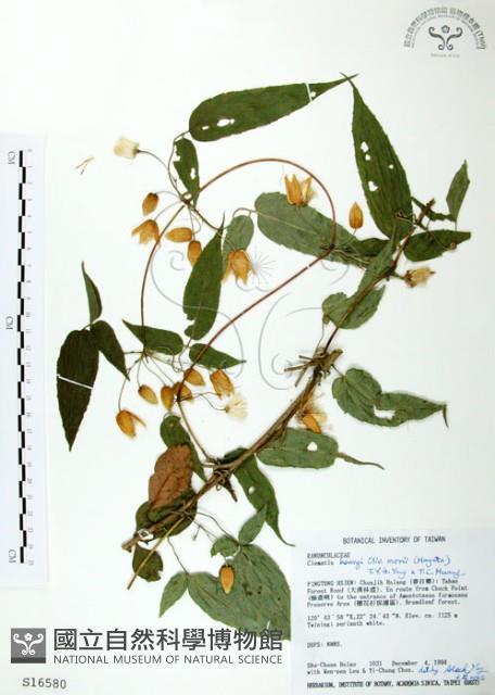 森氏鐵線蓮藏品圖，第1張