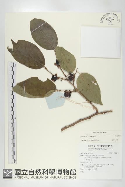 登錄號:S136580藏品圖，第1張