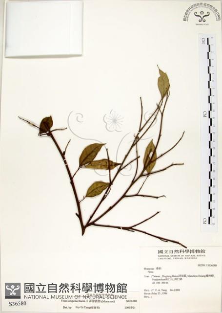 菲律賓榕藏品圖，第1張