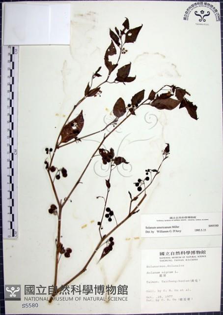 光果龍葵藏品圖，第1張