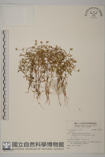 登錄號:S137580藏品圖，第1張