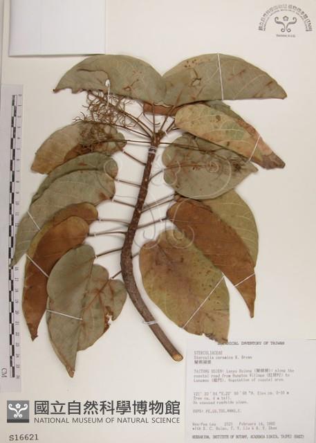 蘭嶼蘋婆藏品圖，第1張