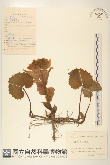 蜂斗菜、蛇頭菜藏品圖，第1張