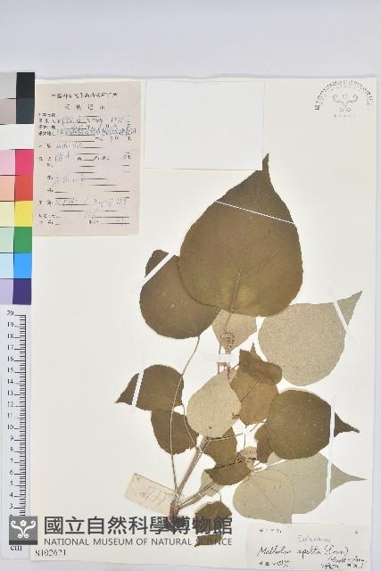 白背葉藏品圖，第1張