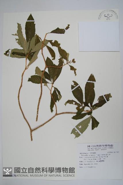 蘿芙木藏品圖，第1張