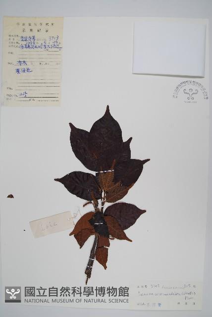 厚皮樹藏品圖，第1張