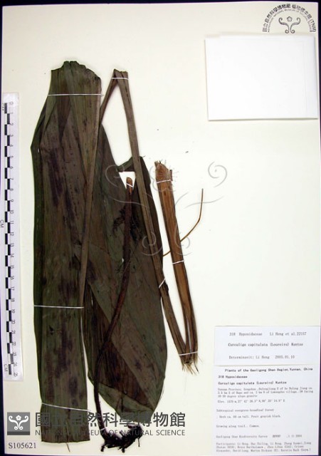船子草、船仔草藏品圖，第1張