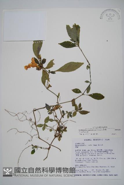 腺萼馬藍藏品圖，第1張