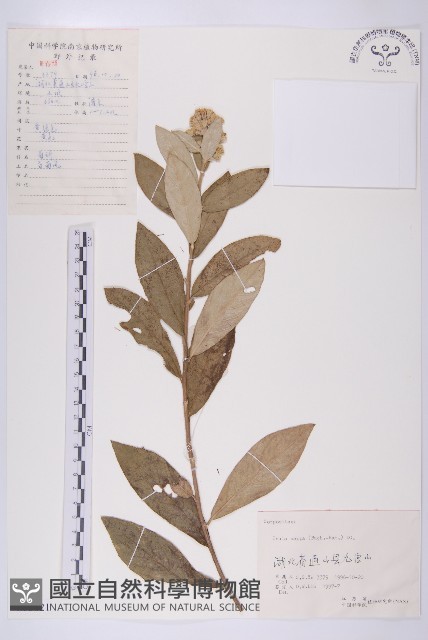 羊耳菊藏品圖，第1張