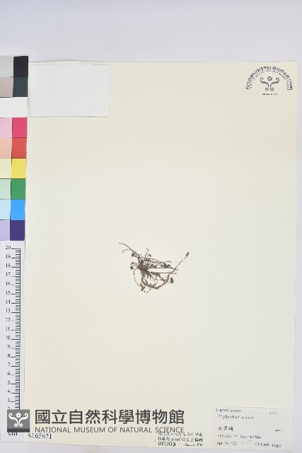 小返魂藏品圖，第1張