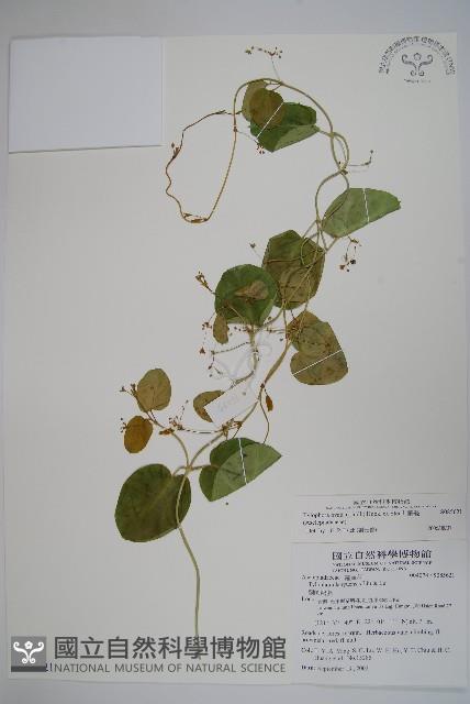 鷗蔓藏品圖，第1張