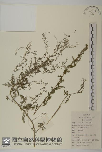 僧蒿藏品圖，第1張