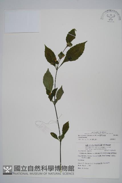 臺灣馬藍藏品圖，第1張