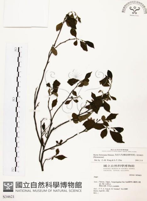 烏皮九芎、奮起湖野茉莉藏品圖，第1張