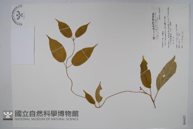 臺灣華他卡藤藏品圖，第1張