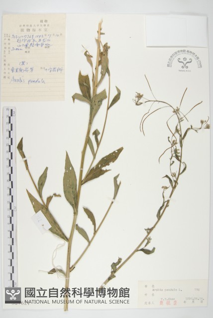 垂果南芥菜藏品圖，第1張